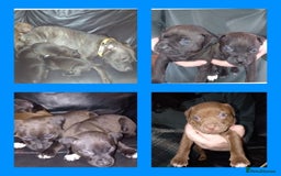 Staffordshire Bull Terrier dogs for sale: GORGEOUS STAFFY PUPPES 8WeeK. - Image 1