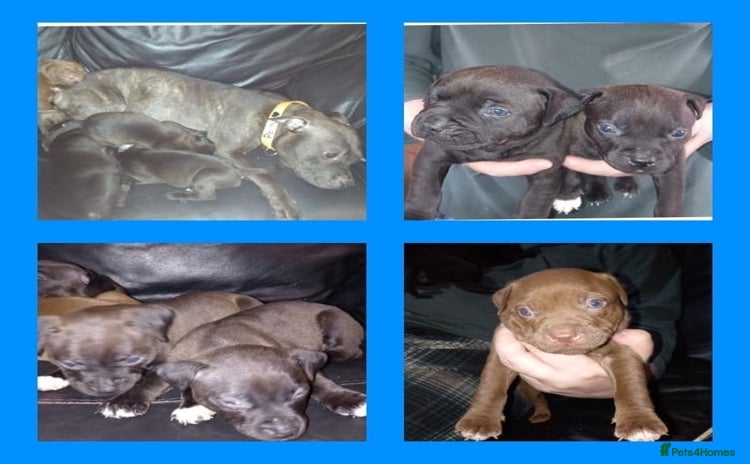 Staffordshire Bull Terrier dogs - Advert 3
