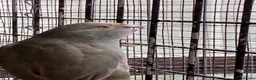 Parakeets birds for sale: Teal Kakariki male in Morpeth - Advert 6
