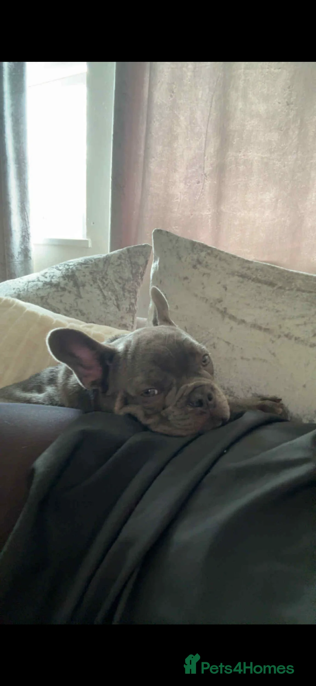 French Bulldog dogs for sale: Hugo the frenchie  - Advert 2