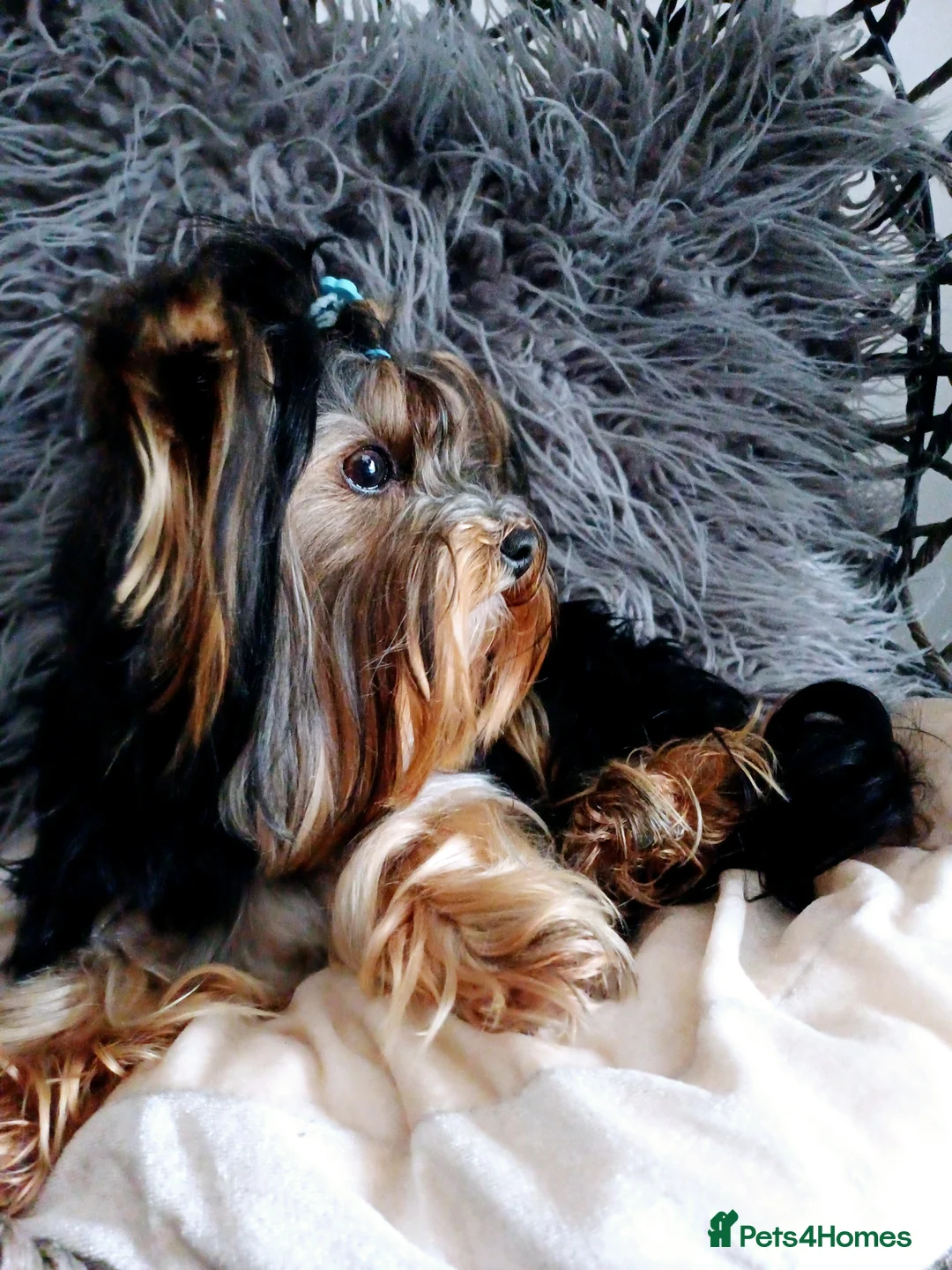 Yorkshire Terrier dogs for stud: ABSOLUTELY ADROBLE TINY BOY ONLY FOR STUD DUTY!! in Bedford - Advert 2