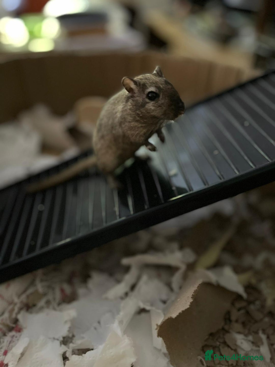 Gerbil rodents for sale: 2 Male Gerbils - Advert 8