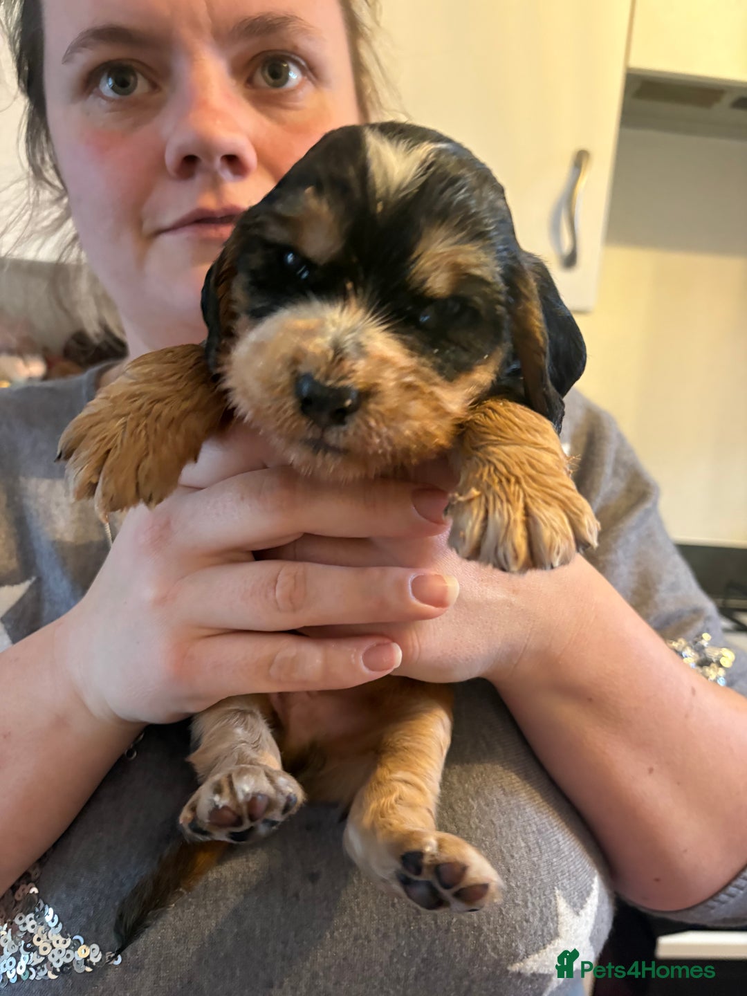 Cocker Spaniel dogs for sale: Show type cocker spaniel pups - Advert 19