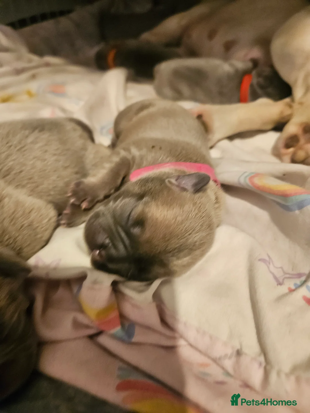 French Bulldog dogs for sale: Puppies for sale in Weymouth - Advert 2