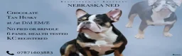 French Bulldog dogs for stud: Choc Tan French bulldog Stud - Advert 2