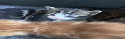 Mixed Breed cats for sale: Bengal cross kittens - Advert 11