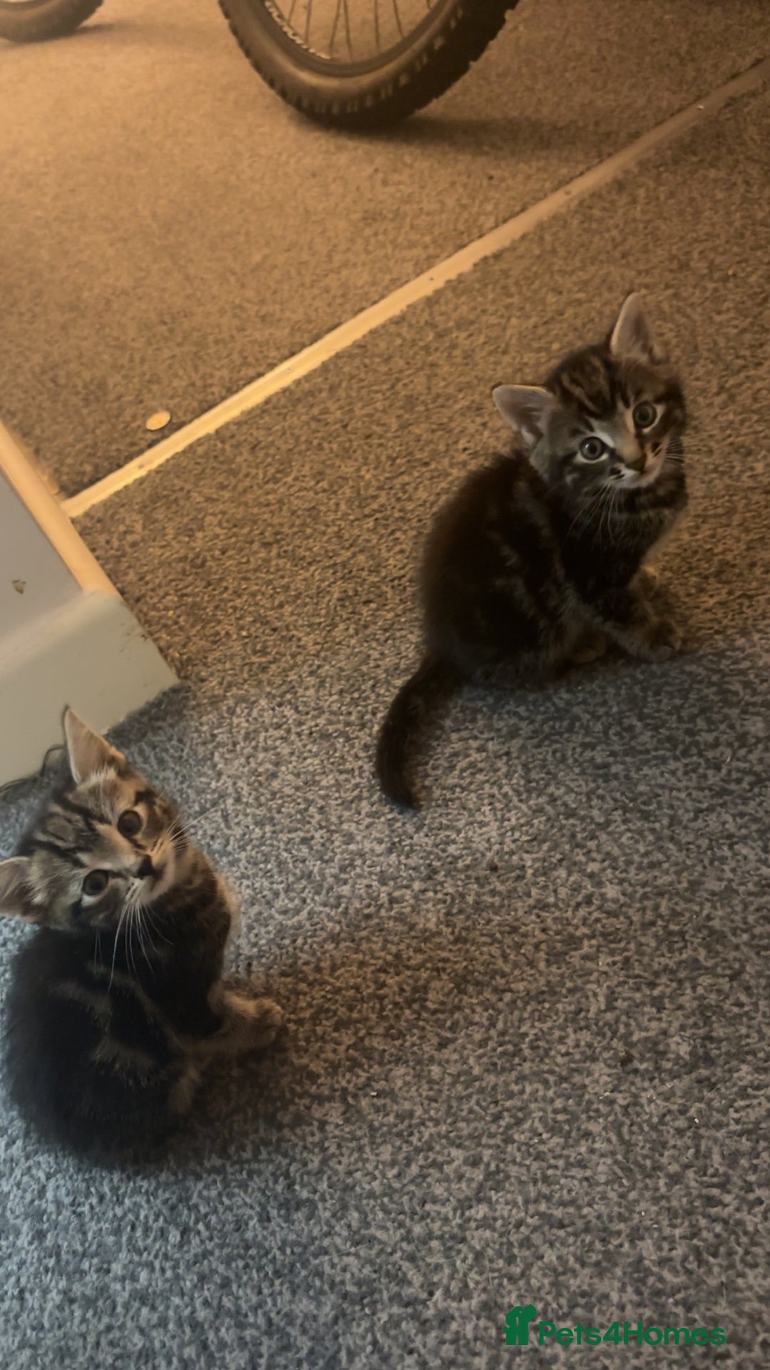 British Shorthair cats for sale: Tabby kittens  - Image 3