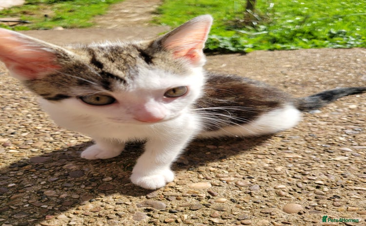 Mixed Breed cats - Advert 7