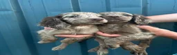 Sproodle dogs for sale: Merle Sproodle puppies - Advert 6
