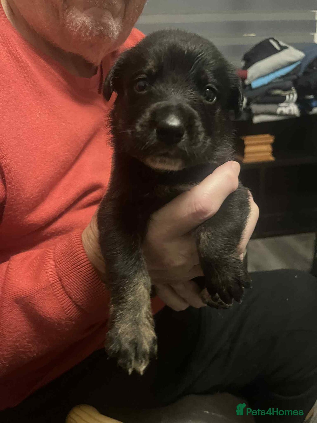 Mixed Breed dogs for sale:  German shepherd x staffy x Rottweiler  - Advert 5