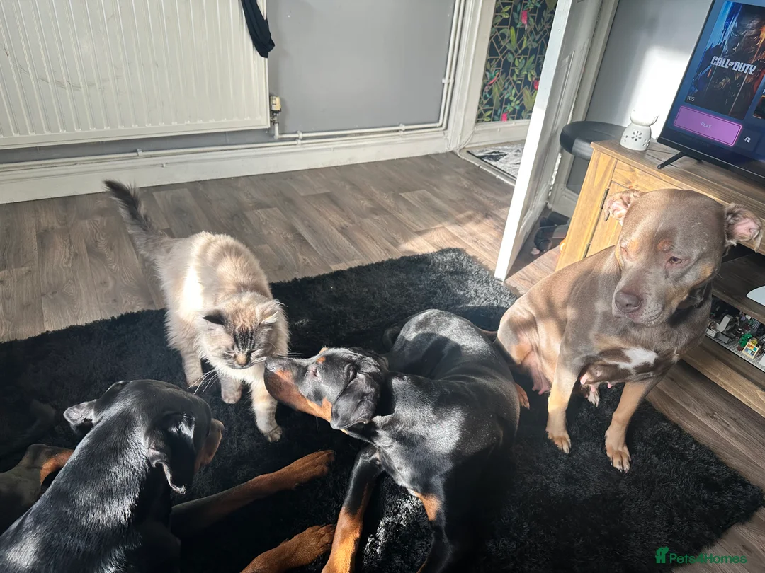 Mixed Breed dogs for sale: 10 Rottweiler cross Doberman pups - Advert 13