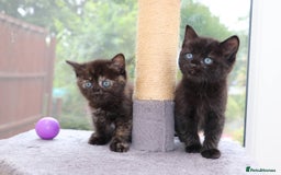 Mixed Breed cats for sale: Adorable Kittens Ready SOON - Image 10