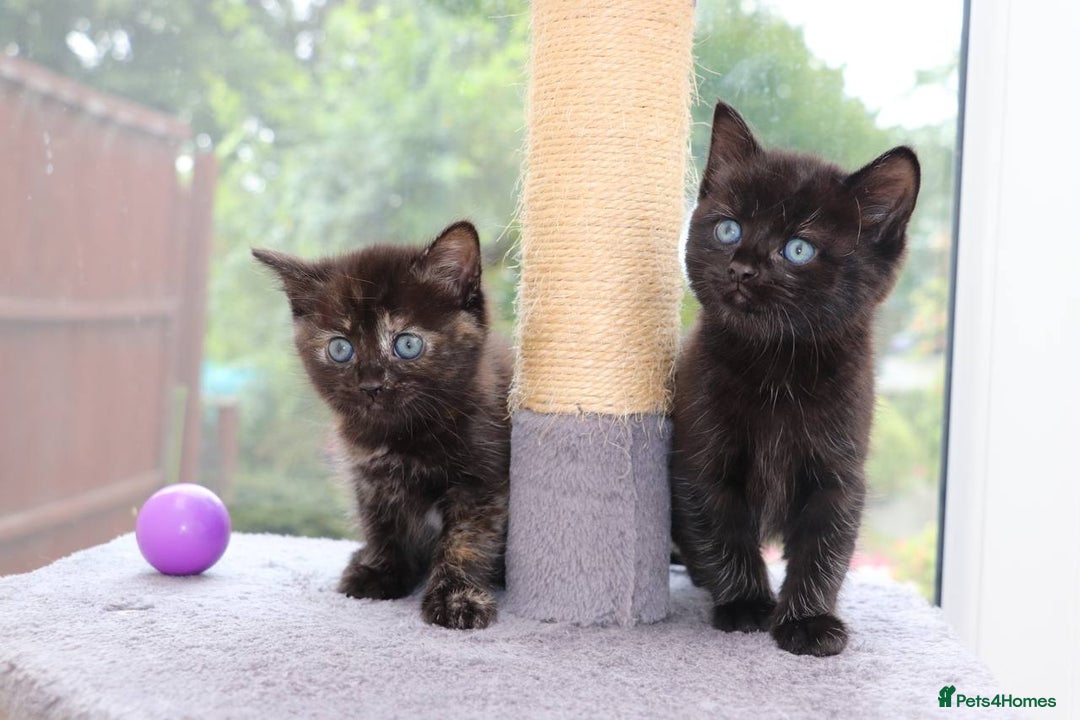 Mixed Breed cats for sale: Adorable Kittens Ready SOON - Image 10