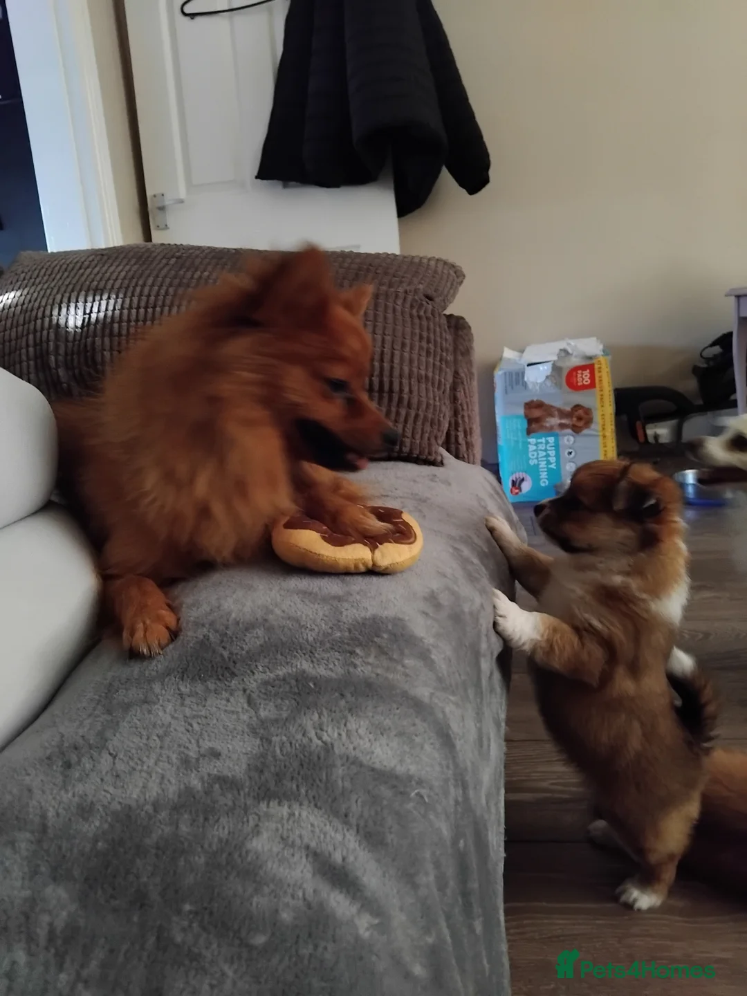 Pomchi dogs for sale: Pomchi puppies - Advert 35