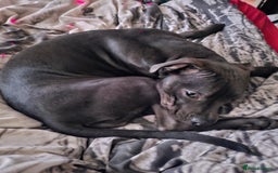 Mixed Breed dogs for sale: Staffordshire bull terrier cross - Image 3