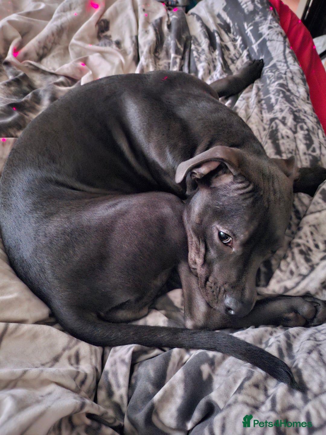 Mixed Breed dogs for sale: Staffordshire bull terrier cross - Image 3