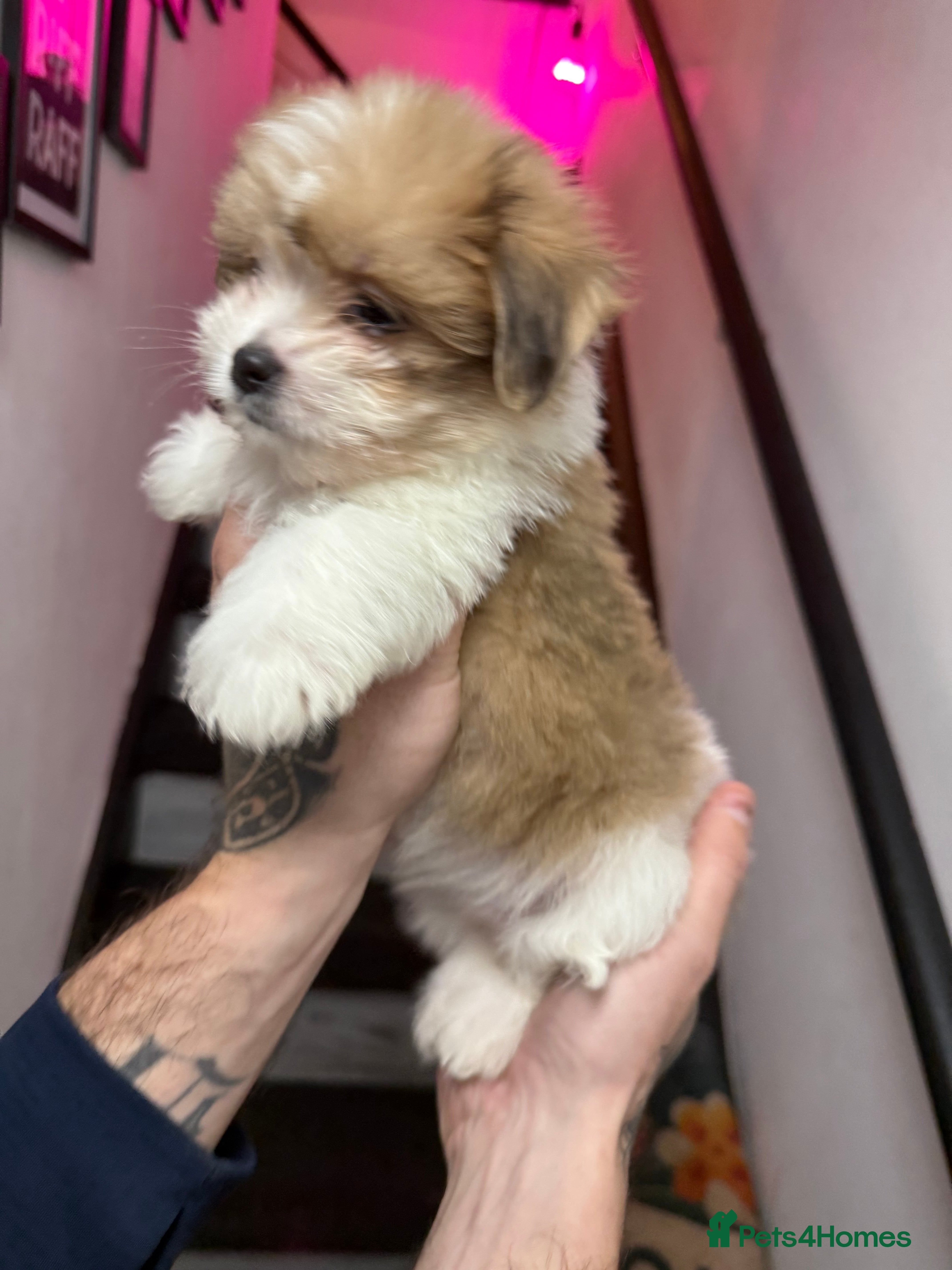 Mixed Breed dogs Beautiful pups for sale! Ready now!  - Advert 15