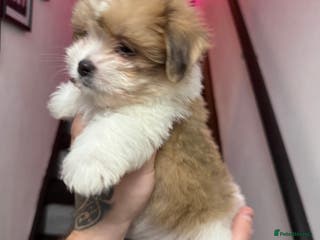 Mixed Breed dogs Beautiful pups for sale! Ready now! - Advert 17