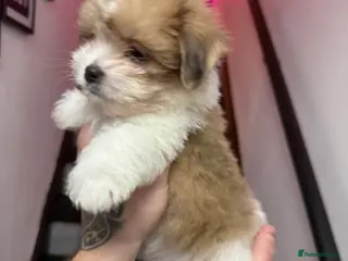 Mixed Breed dogs Beautiful pups for sale! Ready now! - Advert 21