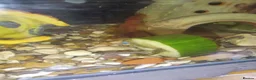 Plecos fish for sale: Pleco bristelnose  in Driffield - Advert 1