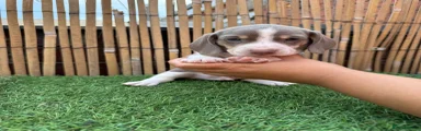 Miniature Dachshund Puppy 2