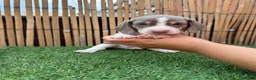 Miniature Dachshund dogs for sale: 5 Beautiful Dachshund Puppies - Advert 10