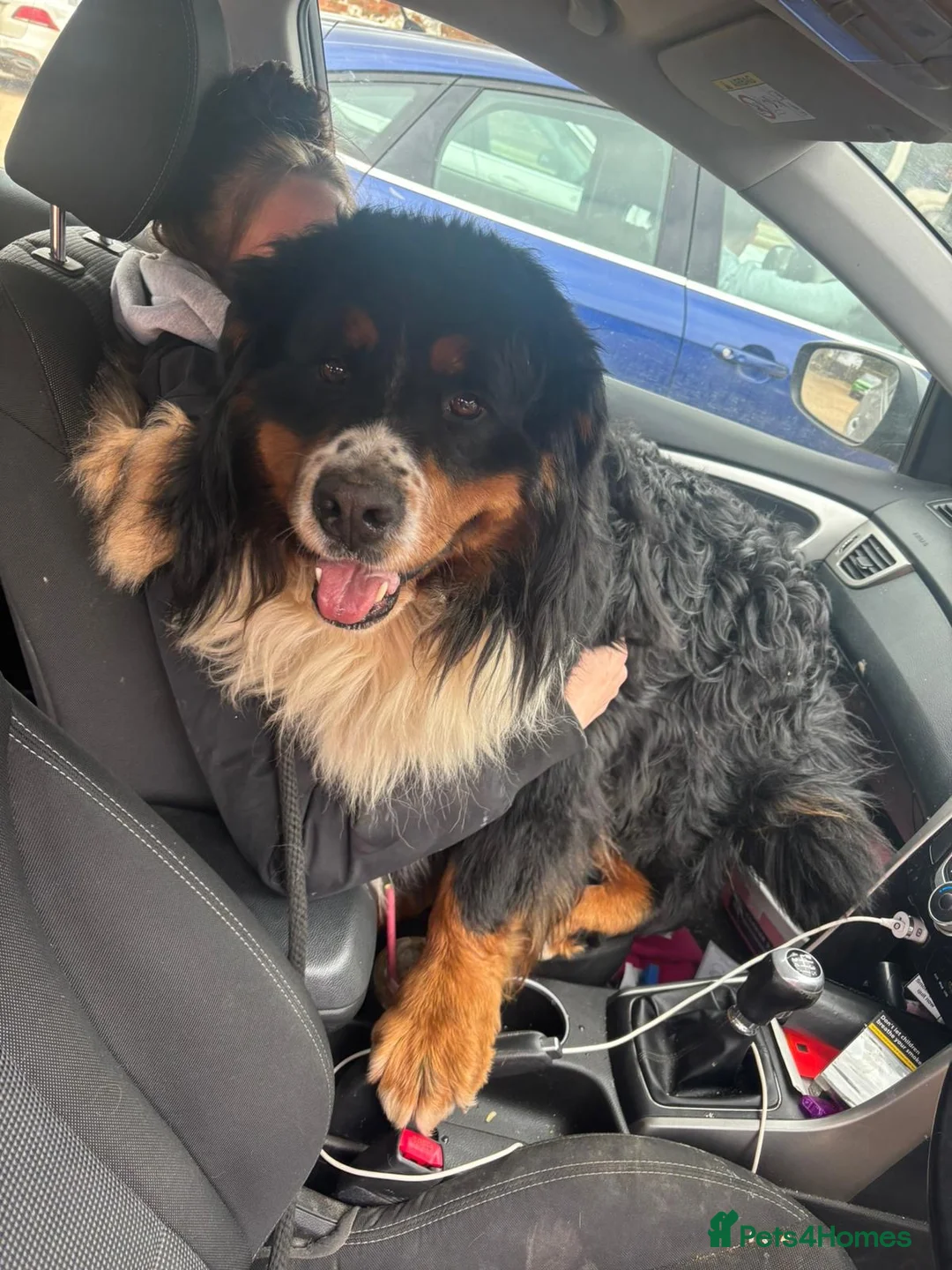 Bernese Mountain Dog dogs for stud: Outstanding kc reg Bernese mountain dog stud - Advert 2