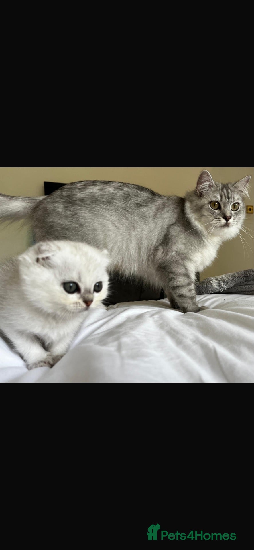 Scottish Fold cats Pure Scottish Fold  - Advert 1