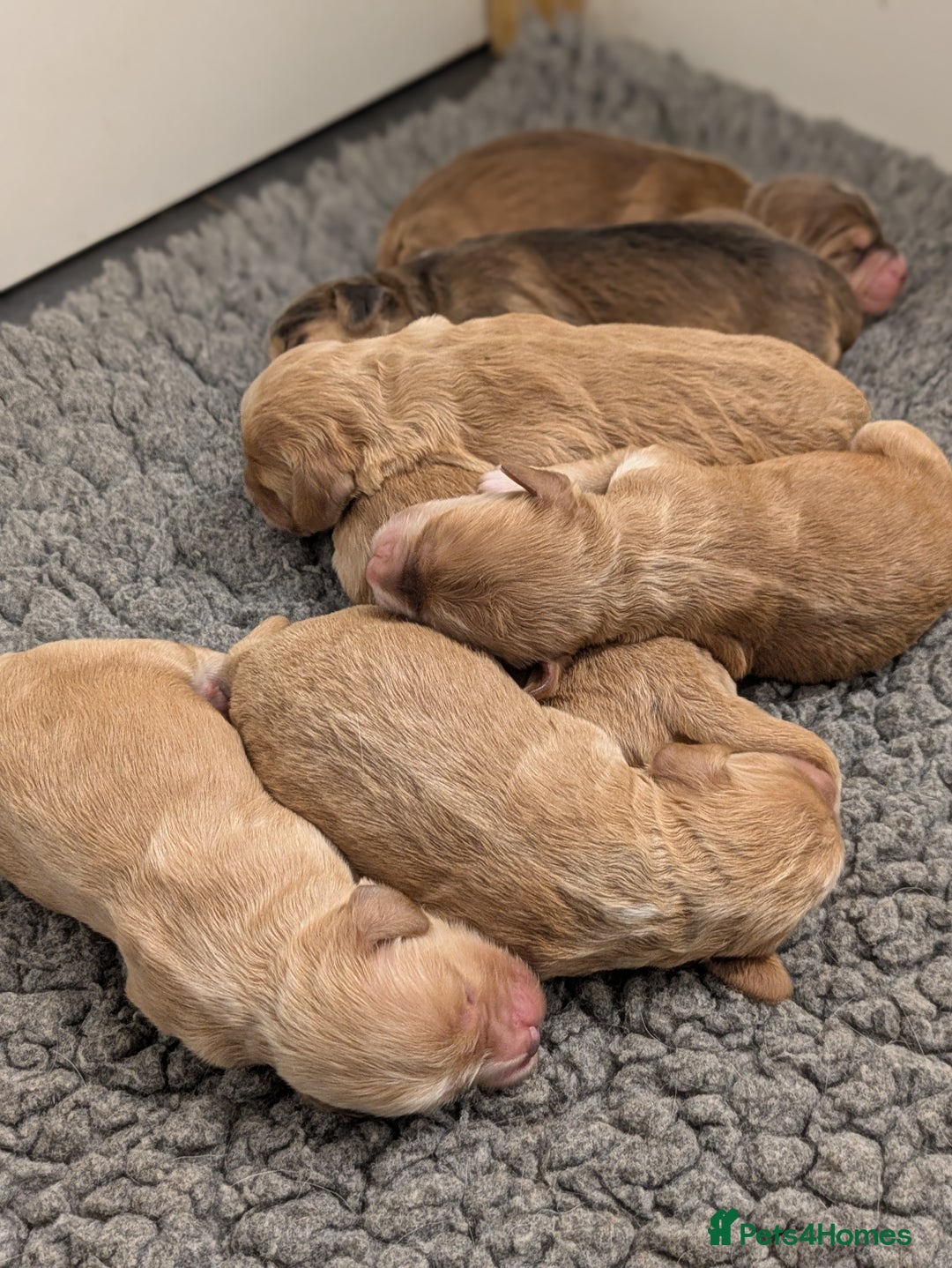 Cockapoo dogs for sale: Champion-Line Cockapoos From Health Tested Parents - Image 14