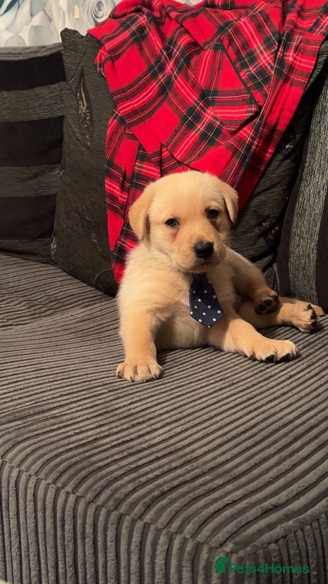 Labrador Retriever dogs for sale: White lab male - Advert 3