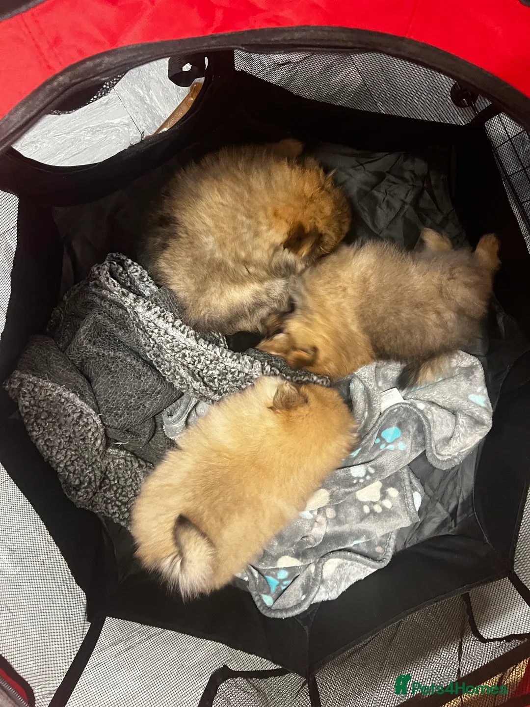 Pomeranian dogs for stud: 🌟 Stunning Pomeranian available for stud 🦊  - Advert 6