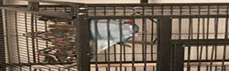 Ringnecks birds for sale: Stunning Blue Female Ringneck Parrot in Uxbridge - Advert 6