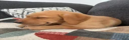 Labrador Retriever dogs for sale: Beautiful KC registered Labrador retriever puppies in Swansea - Advert 19