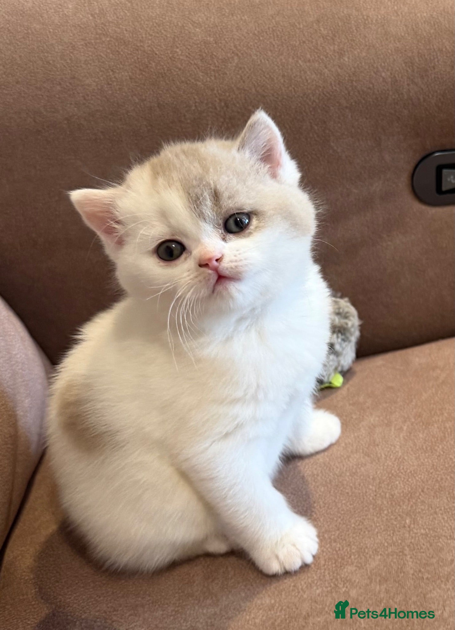 British Shorthair cats 🐾 Beautiful Blue & White BSH Boys 1 Lilac girl 🐾 - Advert 2