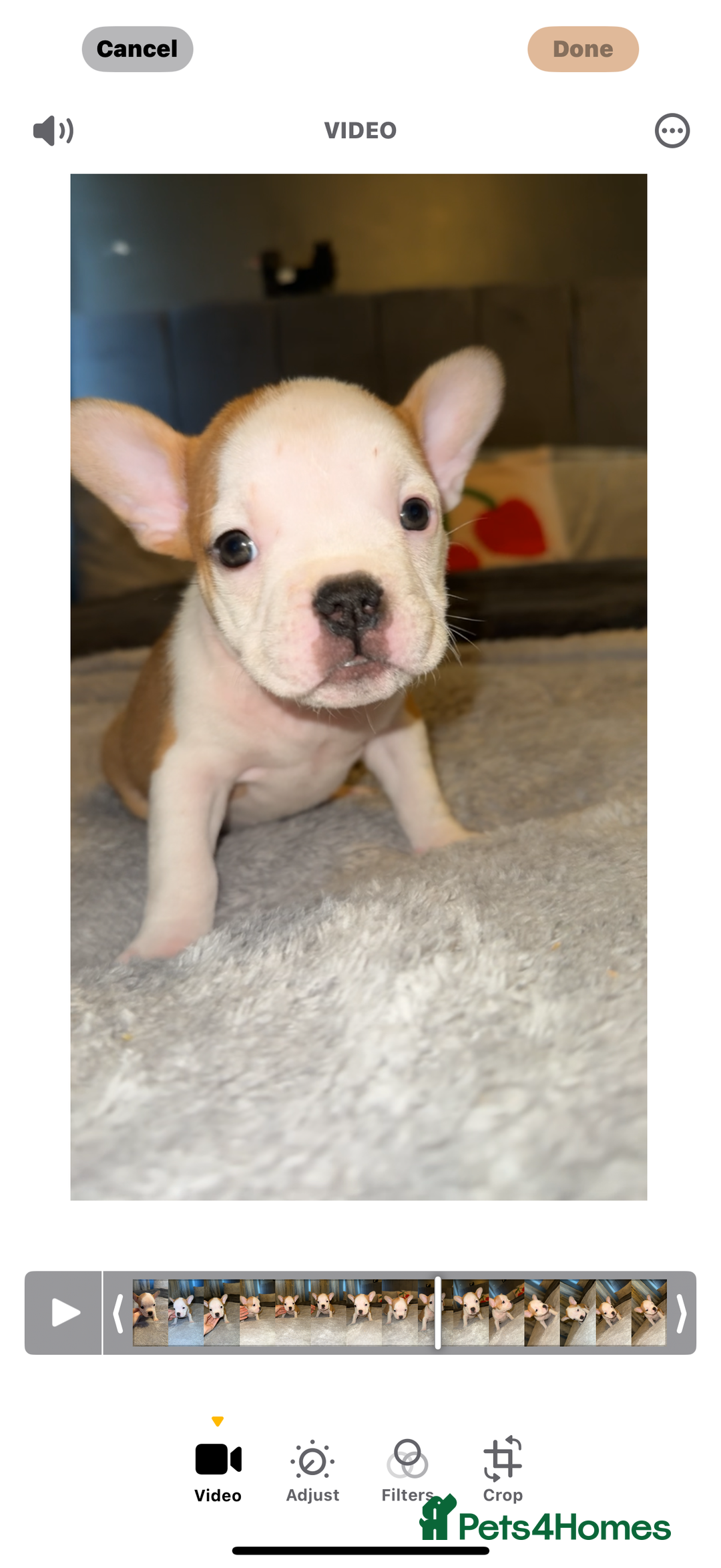 Mixed Breed dogs for sale: Frenchie x pocket bully puppy  - Image 6