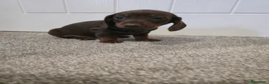 Miniature Dachshund Puppy 1