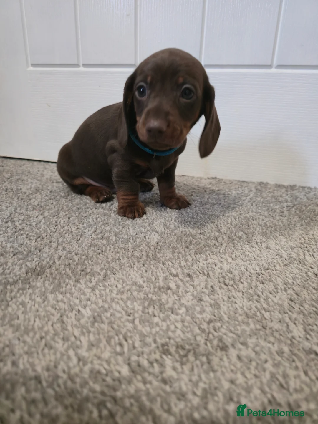 Miniature Dachshund dogs for sale: Miniature dachshund  in Pontypool - Advert 1