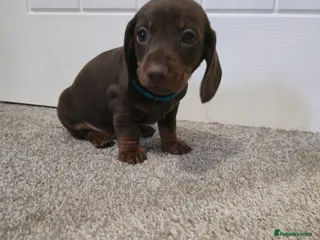 Miniature Dachshund dogs Miniature dachshund - Advert 1