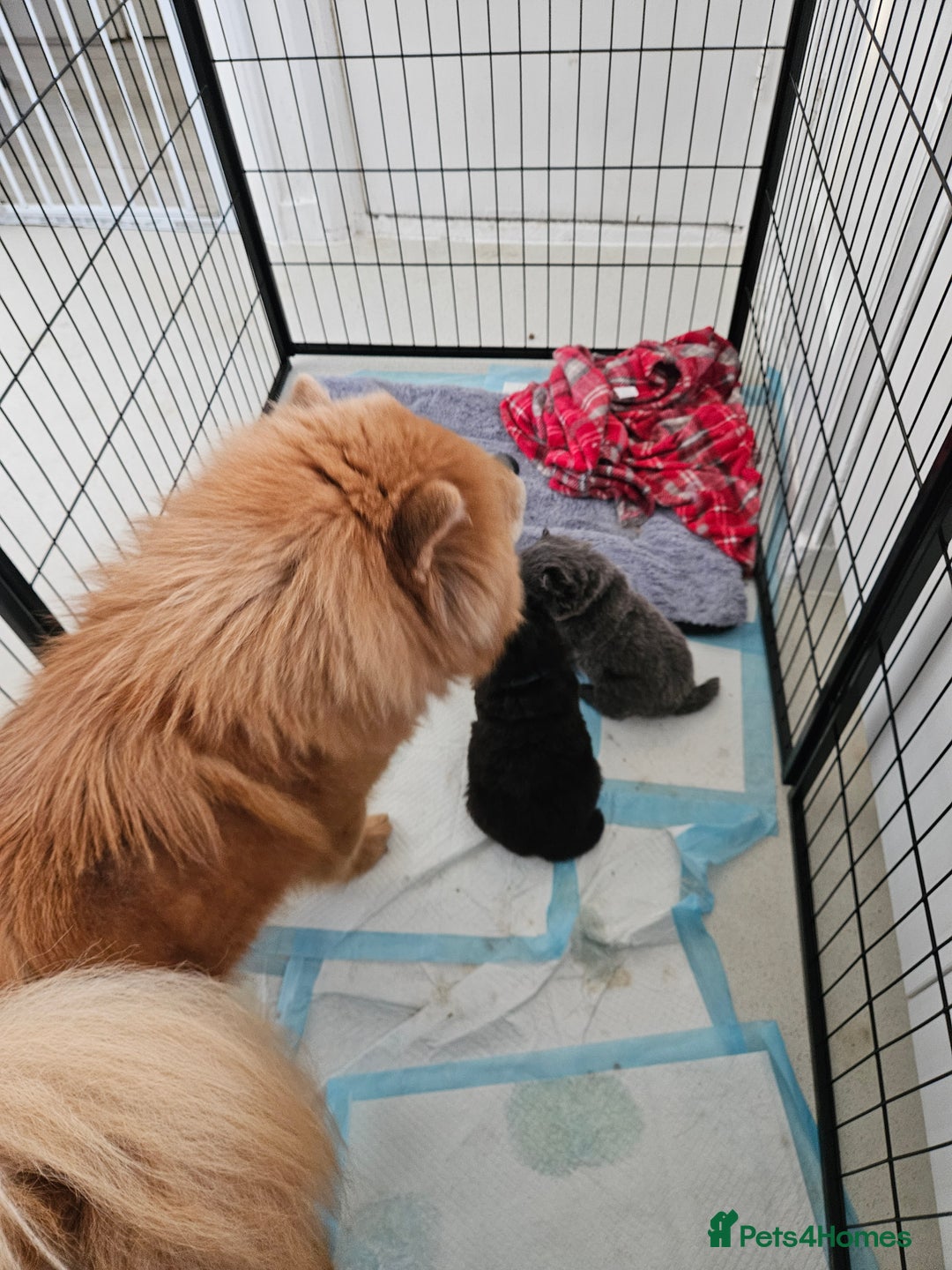 Chow Chow dogs for sale: Chow chow puppies - Advert 3