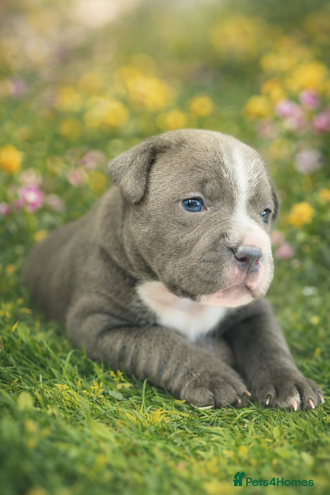 Staffordshire Bull Terrier dogs for sale: Blue Staffordshire bull terrier girl. - Advert 1