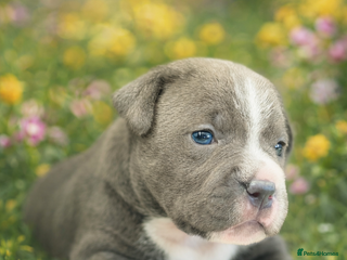 Staffordshire Bull Terrier dogs Blue Staffordshire bull terrier girl. - Advert 1