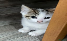 British Shorthair cats for sale: Lovely British shorthair  - Image 2