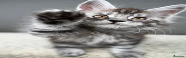 Maine Coon 2