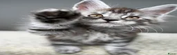 Maine Coon cats for sale: Black Smoke undercoat kittens  - Advert 34