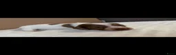 Dachshund dogs for sale: Miniature Dachshund  - Advert 8