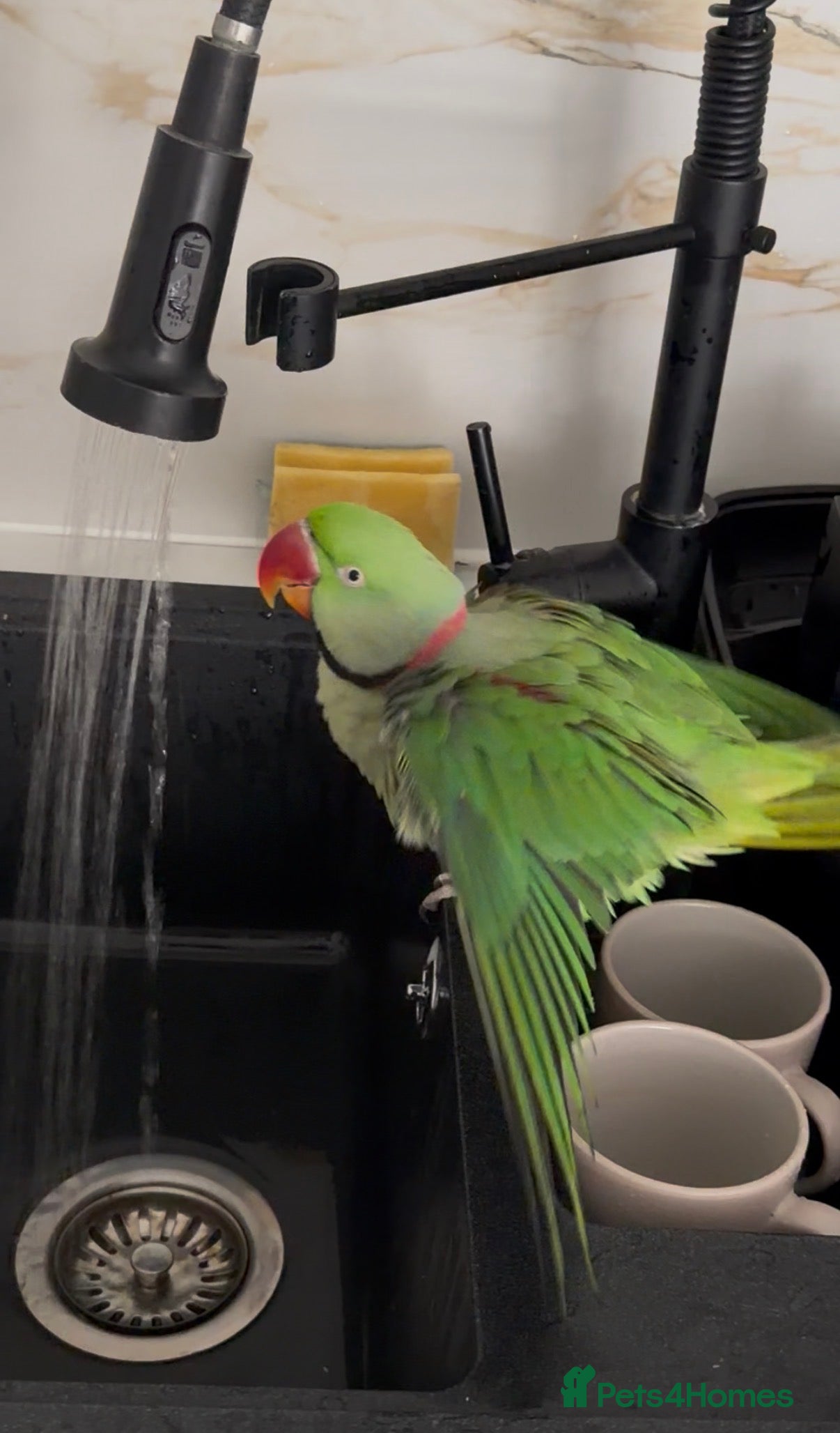 Parrots birds Tame Male Alexandrine Parrot 3 years old - Advert 1