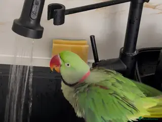 Parrots birds Tame Male Alexandrine Parrot 3 years old - Advert 1