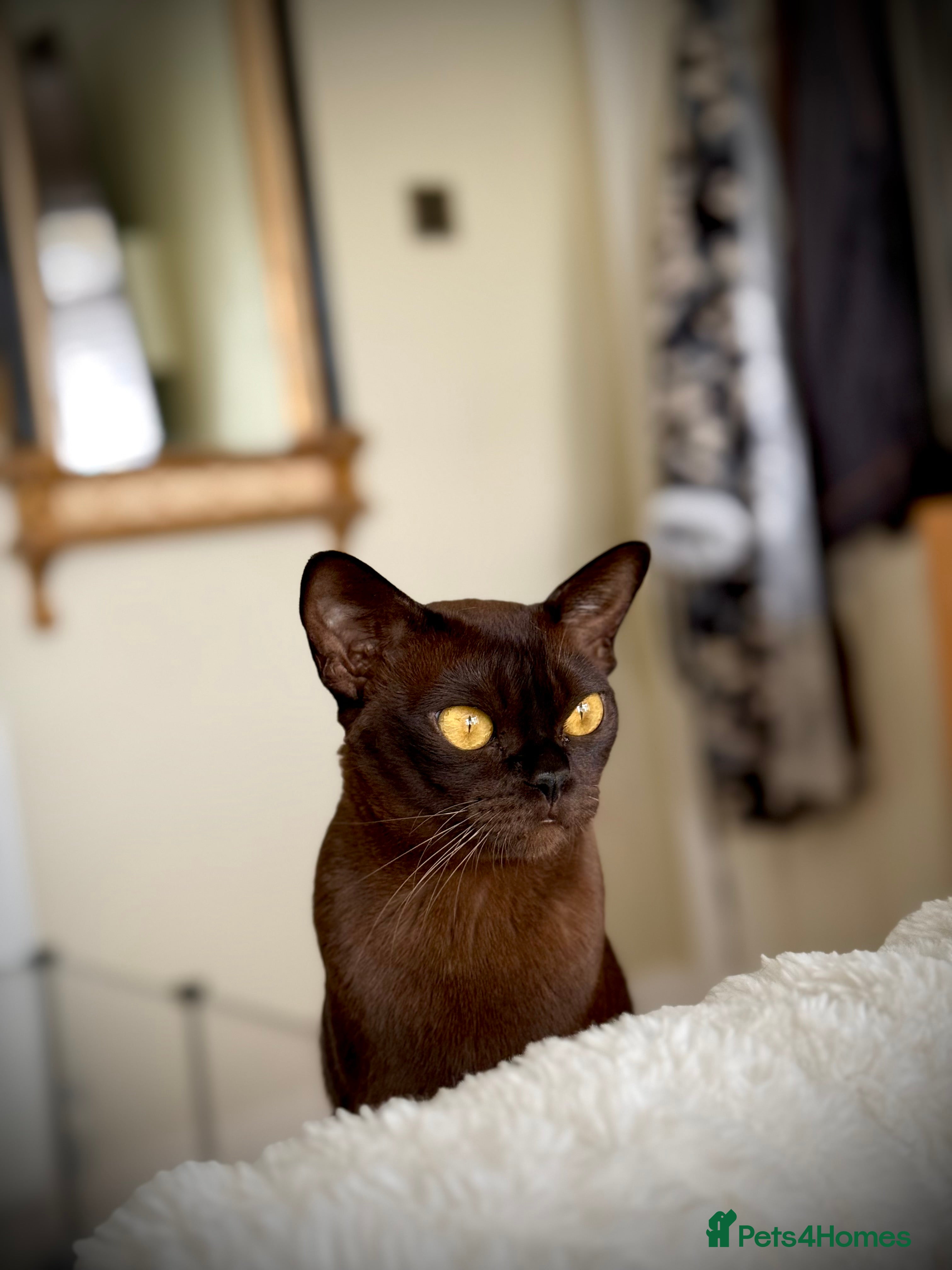 Burmese cats Stunning Beautiful Burnese  - Advert 2