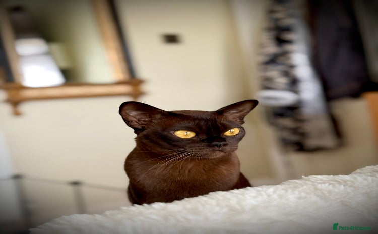 Burmese cats Stunning Beautiful Burnese  - Advert 3