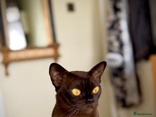 Burmese cats Stunning Beautiful Burnese - Advert 1